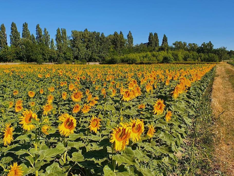彭特·圣特斯普利特L'Ardeche En Provence Avec Jardin Ombrage别墅 外观 照片